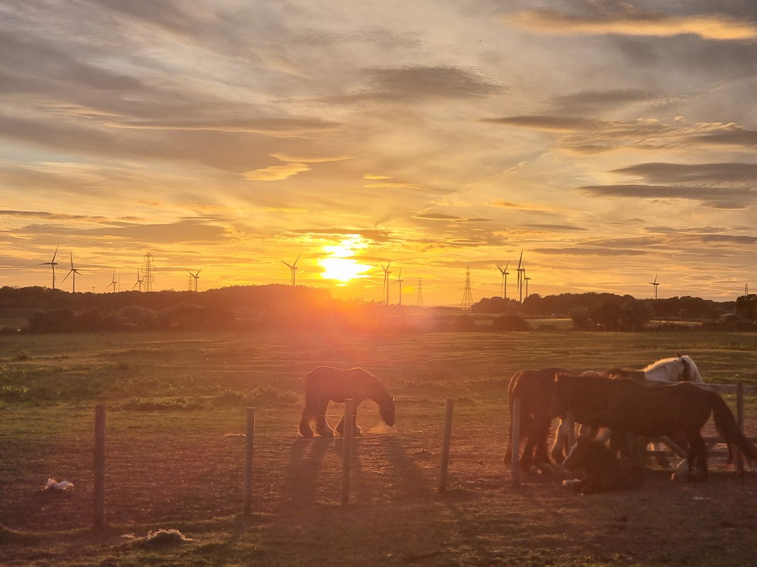 Horse sunset zoomed in