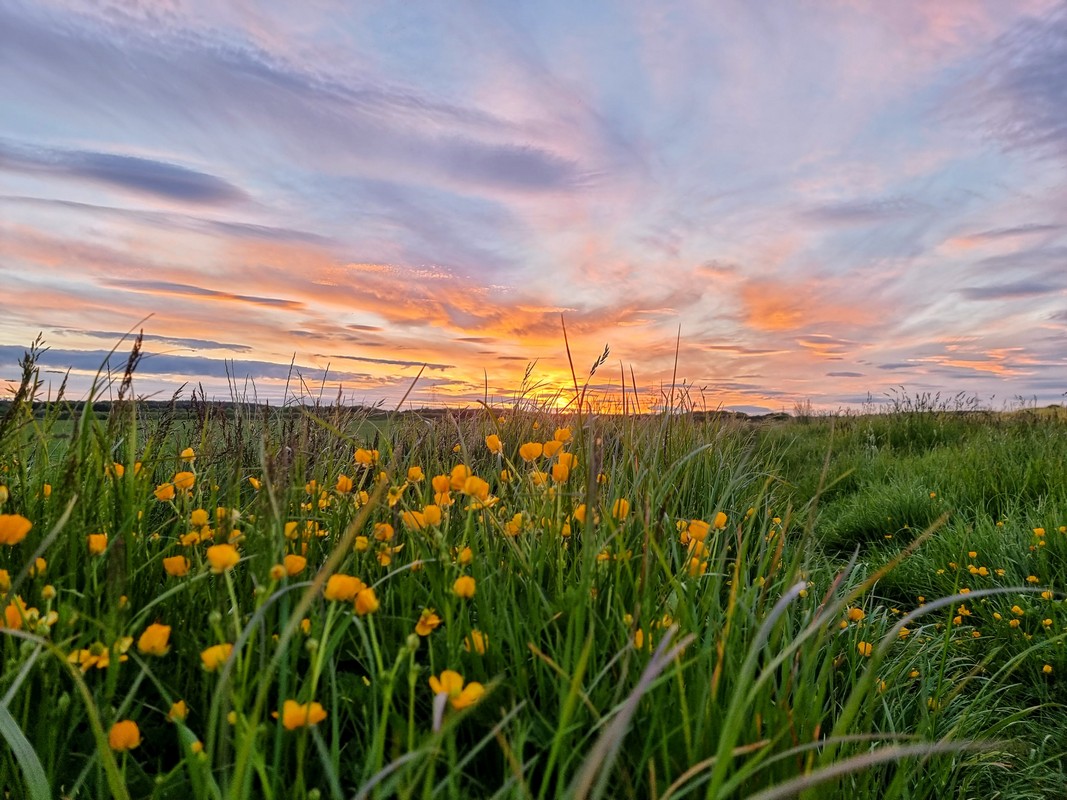 Yellow flower foreground